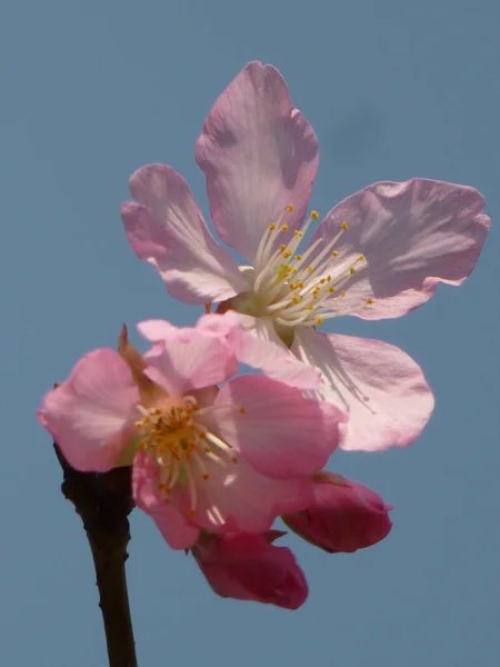 Belo Tiro Flores Cereja Fundo Céu — Fotografia de Stock