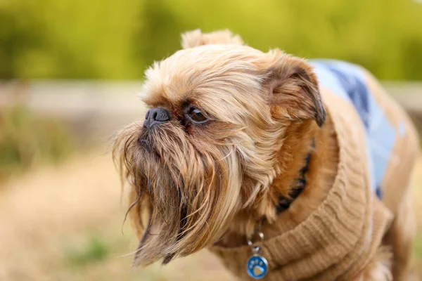 公園での愛らしいブリュッセルのグリフォン犬 — ストック写真