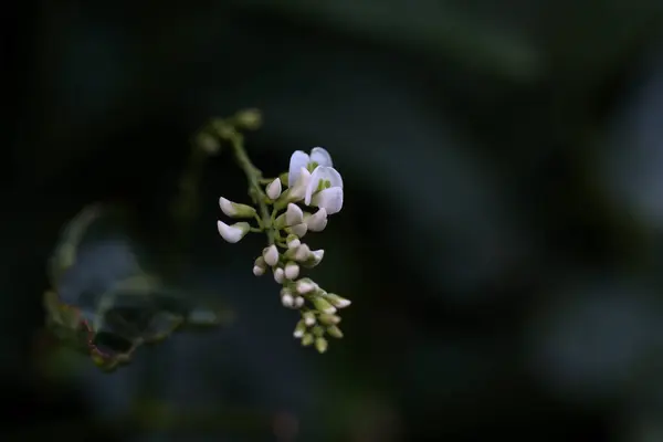 Egy Közeli Felvétel Gyönyörű Virágbimbókról — Stock Fotó