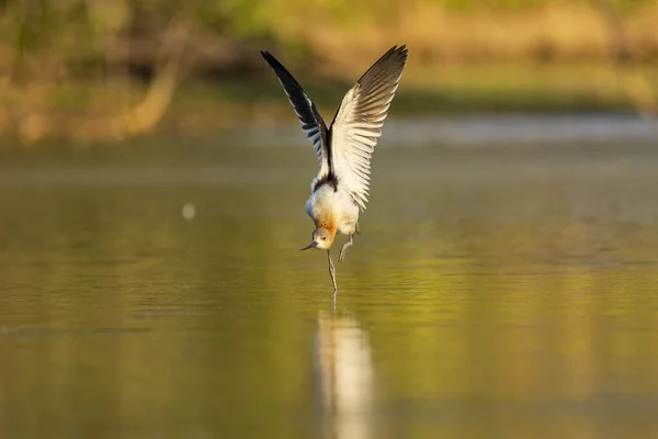 Een Prachtig Shot Van Een Amerikaanse Avocet Het Water Zoek — Stockfoto