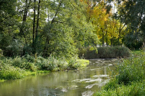 Beau Plan Ruisseau Dans Forêt — Photo