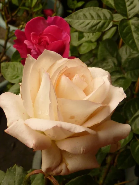 Gros Plan Une Belle Rose — Photo