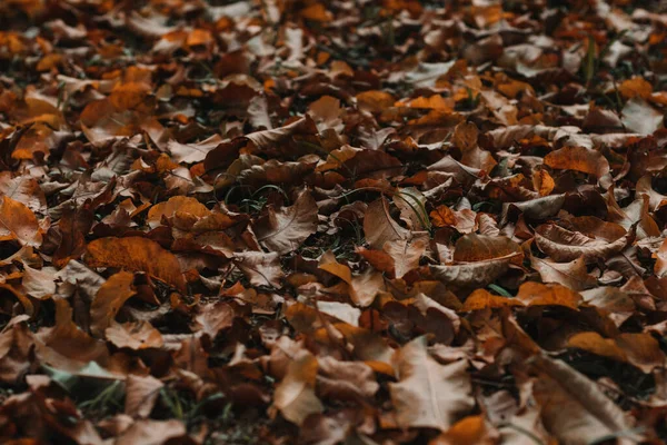 Eine Nahaufnahme Von Trockenen Herbstblättern Auf Dem Boden — Stockfoto