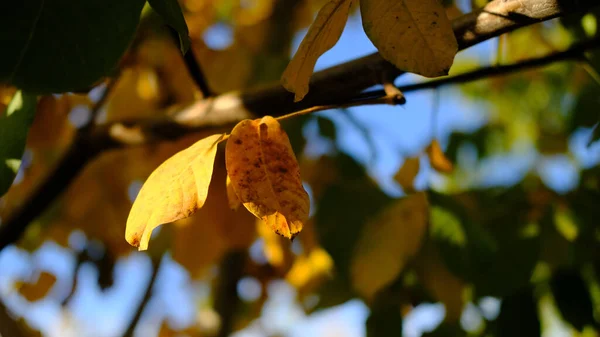 Eine Selektive Fokusaufnahme Herbstlicher Blätter Baum — Stockfoto