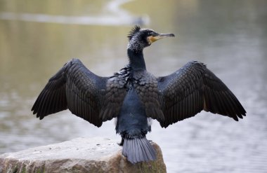A backshot of a double-crested cormorant on the blurred background clipart