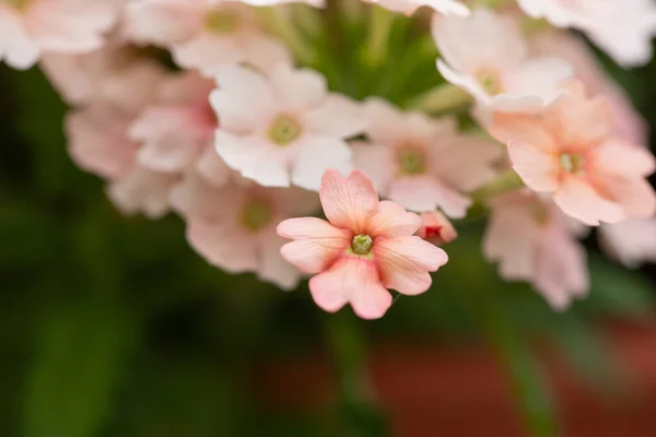 Güneşte Yakın Plan Pembe Folyo Çiçekleri Achillea — Stok fotoğraf