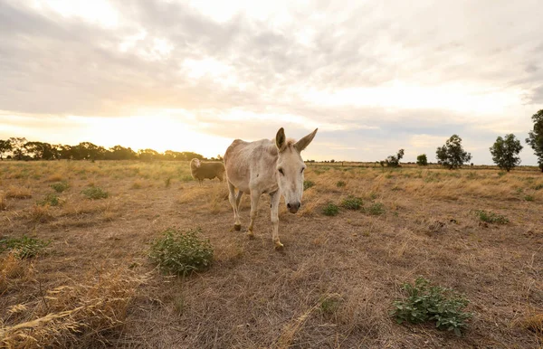 Burro Blanco Campo Seco Atardecer —  Fotos de Stock