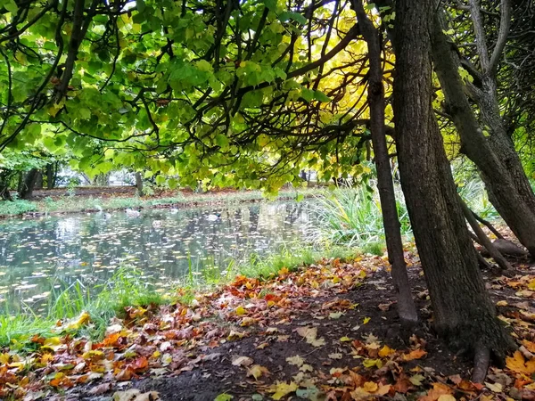 Vacker Bild Flod Park Oliwski Gdansk Polen — Stockfoto