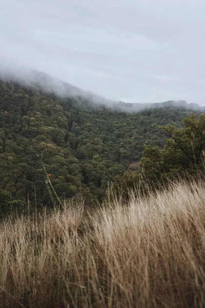 Egy Függőleges Lövés Egy Ködös Erdőből — Stock Fotó