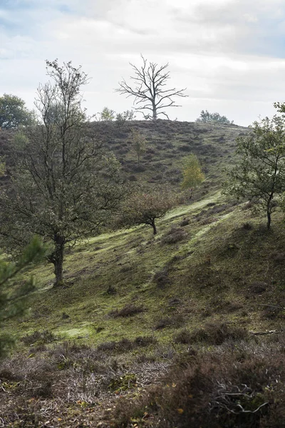 Plano Vertical Camino Través Bosque Bajo Cielo Nublado — Foto de Stock