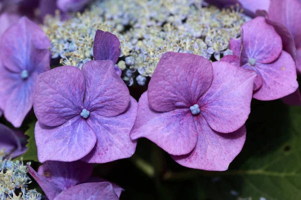 Primer Plano Las Flores Hortensias Púrpuras Bellamente Florecidas —  Fotos de Stock