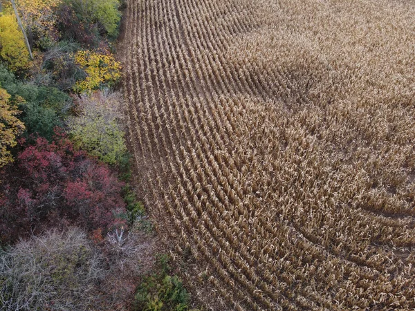 Luftaufnahme Vom Rand Eines Maisfeldes Der Nähe Eines Waldes — Stockfoto