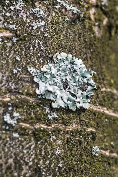 Vertikální Detailní Záběr Listových Lišejníků Existuje Vedle Kmene Lese — Stock fotografie