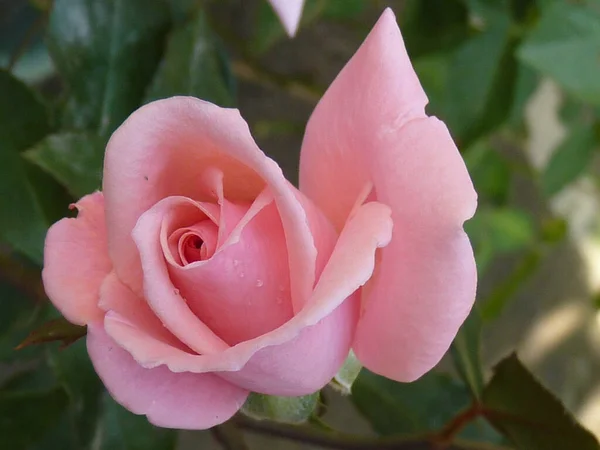 一朵美丽的粉红玫瑰在花园里盛开时的特写 — 图库照片