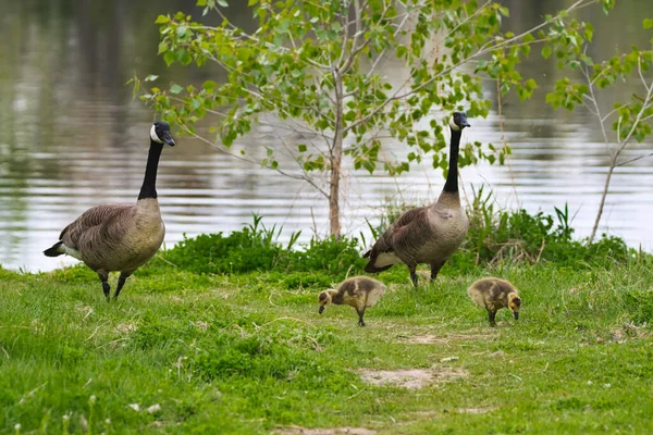 Eine Selektive Fokusaufnahme Von Gänsen Und Entlein — Stockfoto