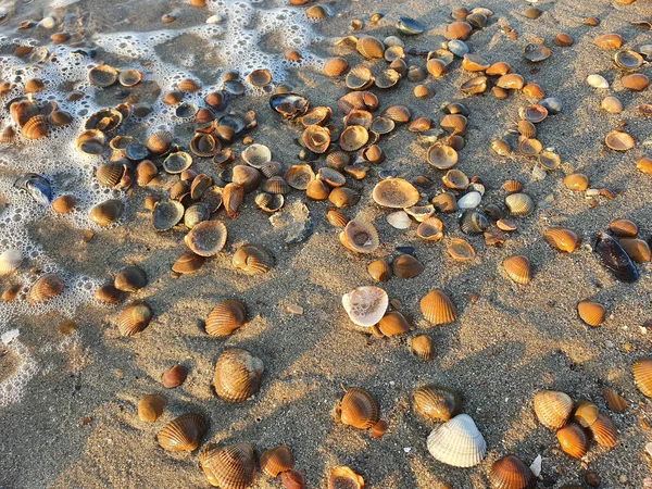 Close Conchas Praia Areia — Fotografia de Stock