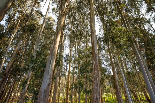 Tiro Baixo Ângulo Árvores Eucalipto Floresta — Fotografia de Stock