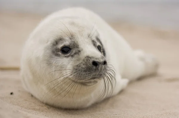 Een Close Van Een Schattige Witte Grijze Zeehond Het Strand — Stockfoto