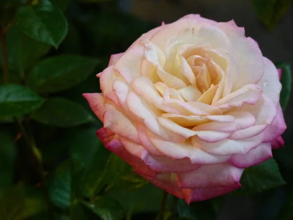 Ένα Επιλεκτικό Πλάνο Εστίασης Ενός Όμορφου Πολύχρωμου Τριαντάφυλλου — Φωτογραφία Αρχείου
