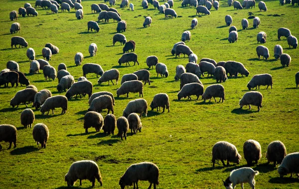 Flock Sheep Green Pasture Seen — Stock Photo, Image