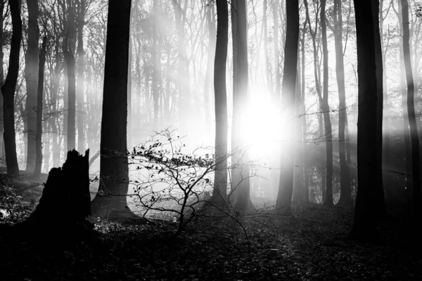 Una Imagen Escala Grises Bosque Cubierto Árboles Hojas Secas Bajo —  Fotos de Stock