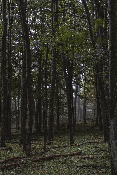 Вертикальний Знімок Лісу — стокове фото
