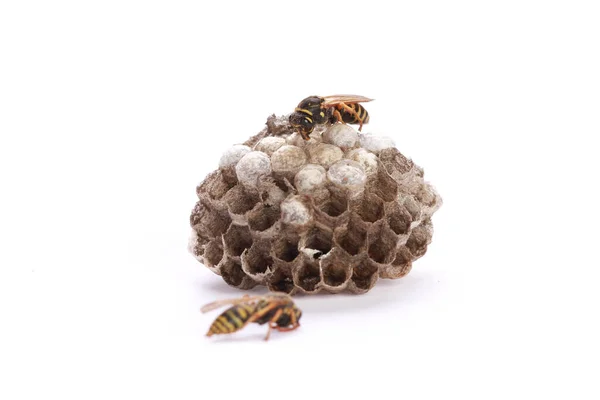 stock image A closeup shot of bees on a beehive isolated on a white background