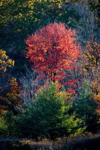 Uma Bela Paisagem Natural Com Árvores Vestindo Cores Outono — Fotografia de Stock