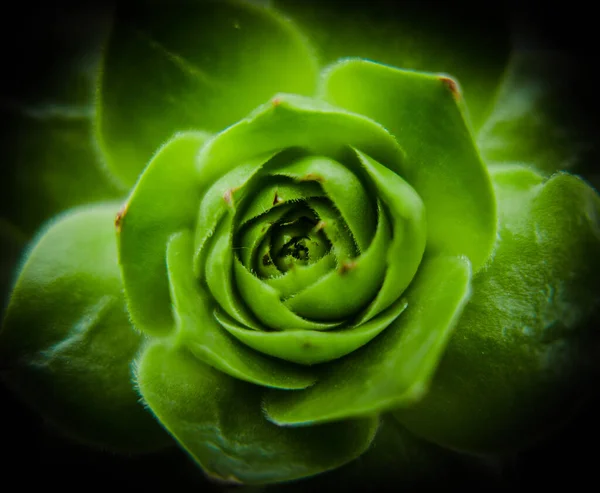 Closeup Shot Bright Green Succulent — Stock Photo, Image