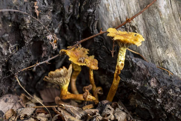 Close Chanterelle Cogumelo Pálido — Fotografia de Stock