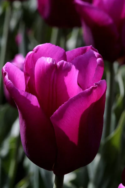 Een Selectieve Focusshot Van Prachtige Paarse Tulpen Het Veld — Stockfoto