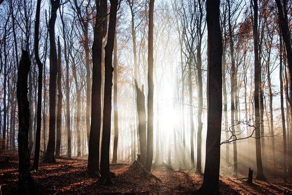 Bosque Cubierto Árboles Hojas Secas Bajo Brillante Luz Del Sol — Foto de Stock