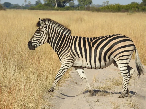 Detailní Záběr Zebra Deltě Okavango Botswana — Stock fotografie