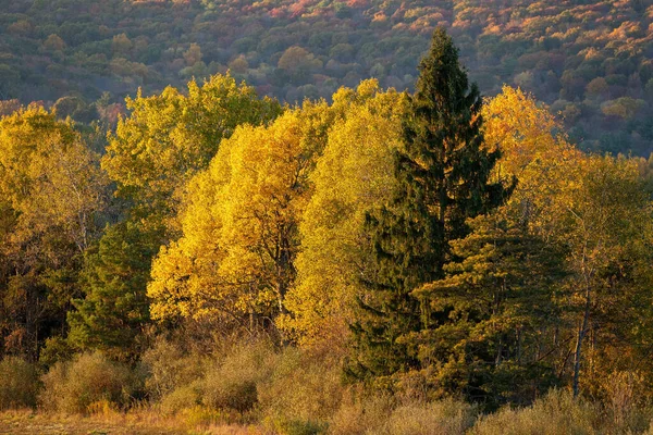 Красивый Природный Ландшафт Деревьями Осенних Цветах — стоковое фото