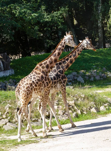 Plan Vertical Deux Girafes Marchant Dans Zoo — Photo