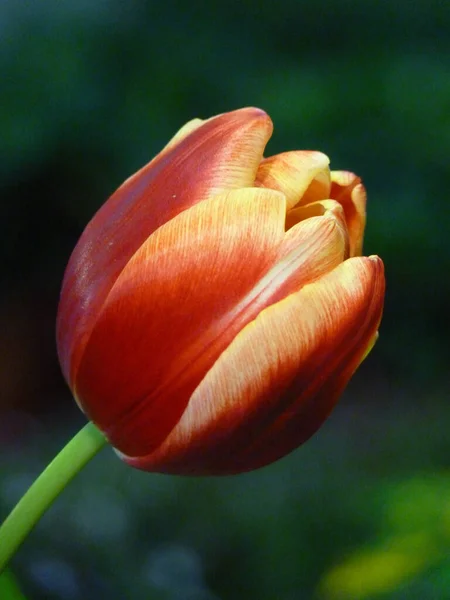 Вертикальный Неглубокий Снимок Яркого Тюльпана — стоковое фото