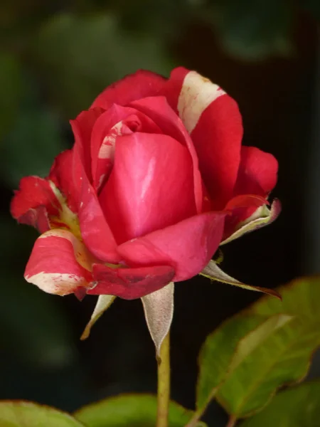 Una Macro Toma Una Hermosa Rosa Roja Plena Floración — Foto de Stock