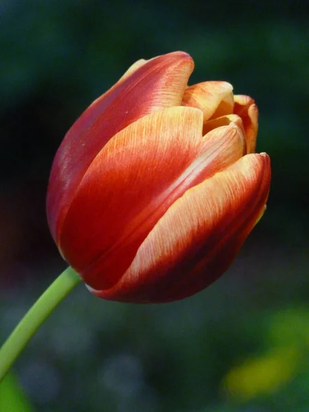 Een Macro Van Een Prachtige Tulp — Stockfoto