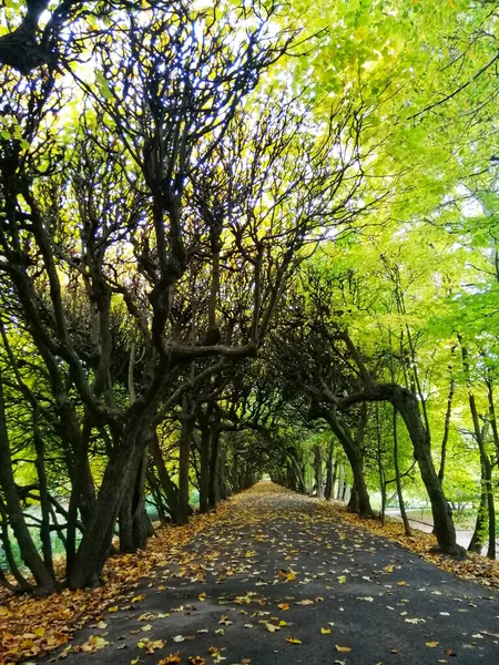 Egy Csodálatos Felvétel Oliwski Park Őszi Jelenetéről Gdanskban Lengyelországban — Stock Fotó