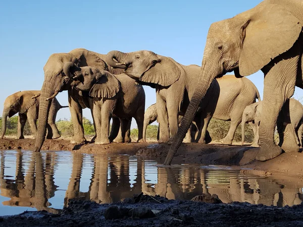 Uma Manada Elefantes Buraco Água Mashatu Game Reserve Botsuana — Fotografia de Stock