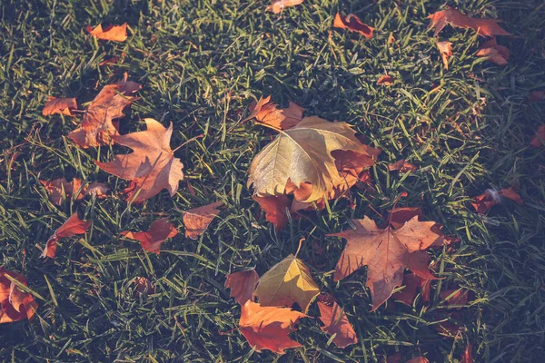 Eine Nahaufnahme Von Getrockneten Blättern Auf Dem Boden — Stockfoto