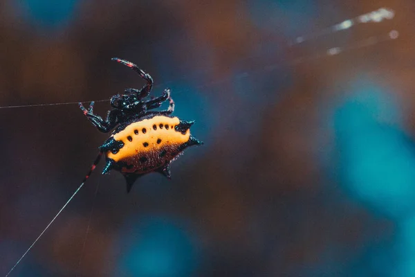 Closeup Shot Yellow Spiny Backed Orb Weaver Spider Spinning Its — Stock Photo, Image