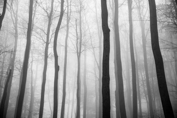 Uma Floresta Coberta Árvores Nevoeiro Outono Durante Dia Perfeito Para — Fotografia de Stock