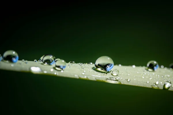 Plan Mise Point Peu Profond Rosée Sur Une Plante — Photo