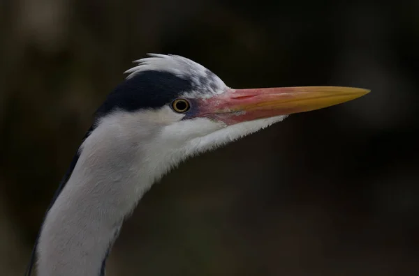 Primer Plano Una Garza Gris Foto Perfil Fondo Borroso — Foto de Stock