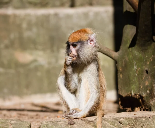 Ένα Κοντινό Πλάνο Μιας Αξιολάτρευτης Μαϊμούς Πάτας Που Κάθεται Ένα — Φωτογραφία Αρχείου
