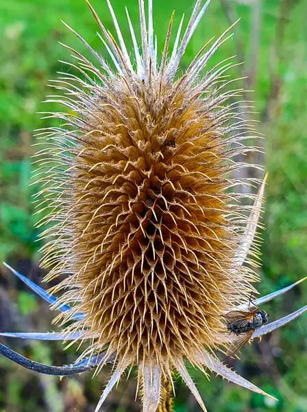 Disparo Vertical Una Flor Cardo Seco —  Fotos de Stock