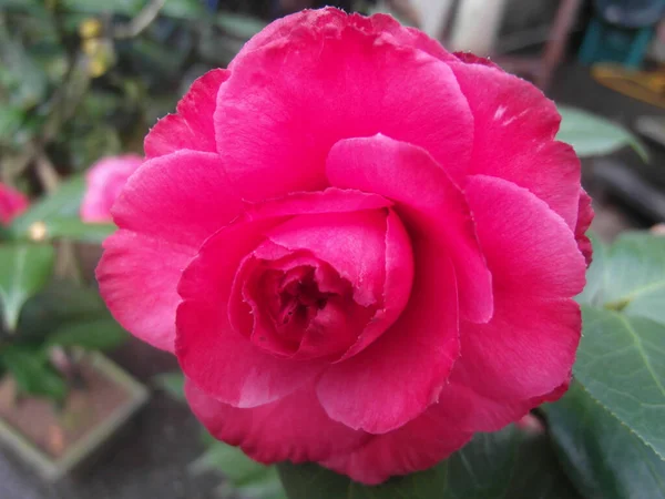 Une Mise Point Sélective Une Belle Rose Couleur Vive — Photo