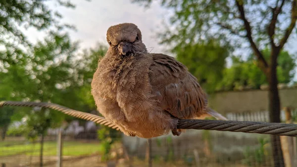 Крупный План Птицы Сидящей Веревке Смотрящей Камеру — стоковое фото