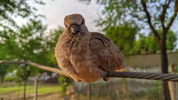 Nahaufnahme Eines Vogels Der Auf Einem Seil Sitzt Und Die — Stockfoto